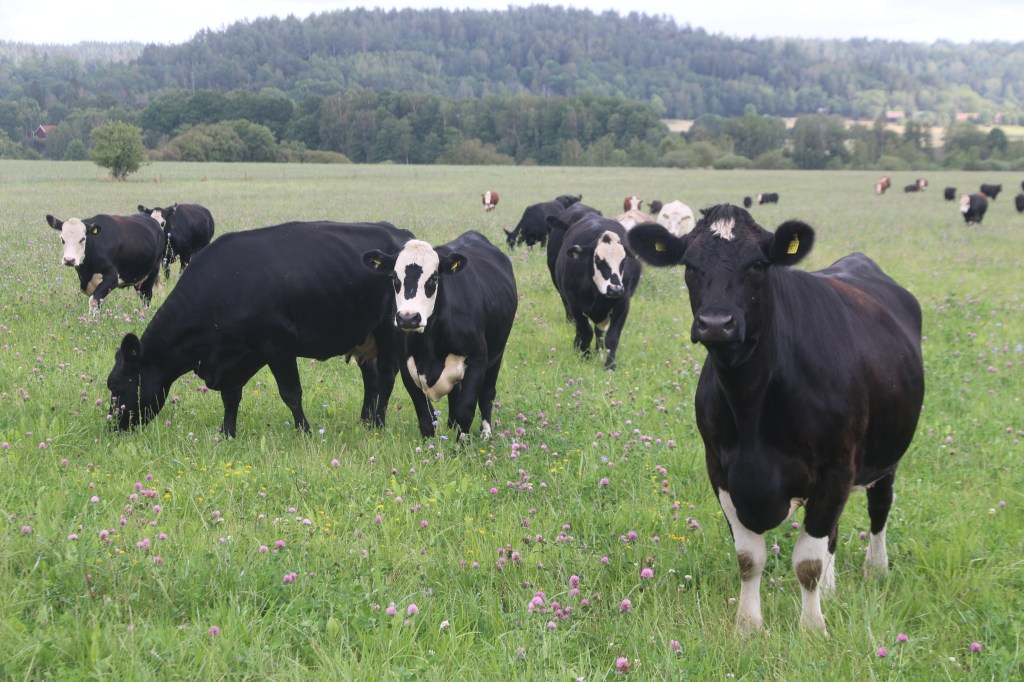 Denna bild har ett alt-attribut som är tomt. Dess filnamn är img_1994.jpg